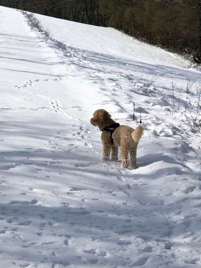 Dein Hund im Dogorama-Kalender 2021-Beitrag-Bild