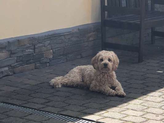 Dein Hund im Dogorama-Kalender 2021-Beitrag-Bild