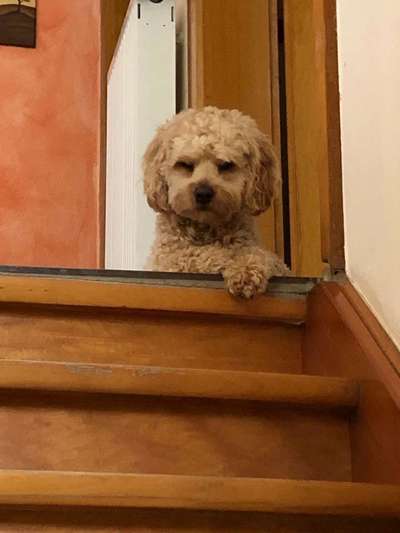 Dein Hund im Dogorama-Kalender 2021-Beitrag-Bild