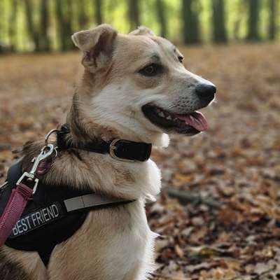 Hundetreffen-Pflegestelle auf Zeit gesucht-Bild