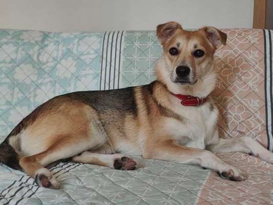 Schäferhund-Beitrag-Bild