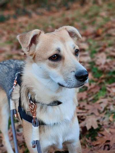 Auslandstierschutz-Beitrag-Bild