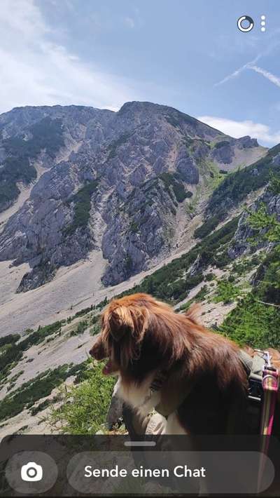 Foto -Challenge  Thema : Dein Hund Im Wald-Beitrag-Bild