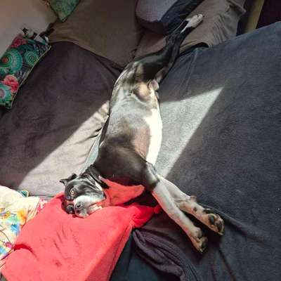 Hundetreffen-Gassi Kumpel gesucht-Bild