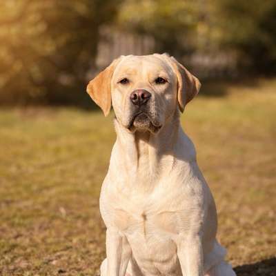 Hundetreffen-Spaziergang und Spiel-Bild