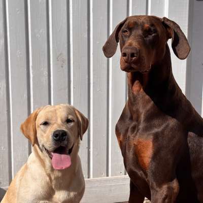 Hundetreffen-Spaziergang und Spiel-Bild