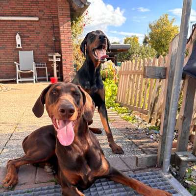 Hundetreffen-Spaziergang und Spiel-Bild