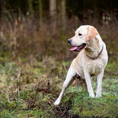 Hundetreffen-Spaziergang und Spiel-Bild