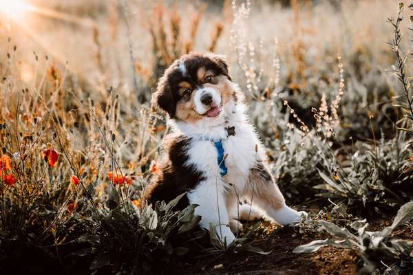 Welpen Bilder !-Beitrag-Bild