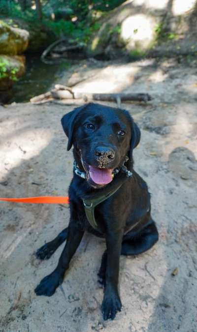 Hundetreffen-Socialwalk und Training-Bild