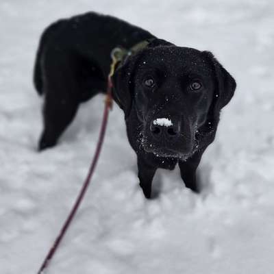 Hundetreffen-Socialwalk und Training-Bild