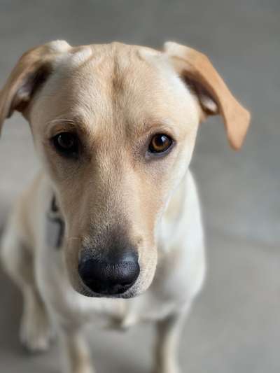 Dogorama Photo Challenge - Hundeblick zum hinschmelzen-Beitrag-Bild