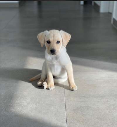 Welpen Bilder !-Beitrag-Bild