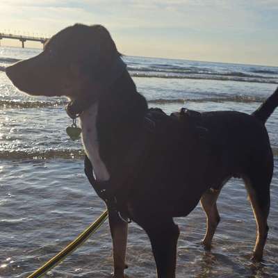 Hundetreffen-Gemeinsame  Gassirunden zur🐕 Sozialisation  gesucht-Profilbild