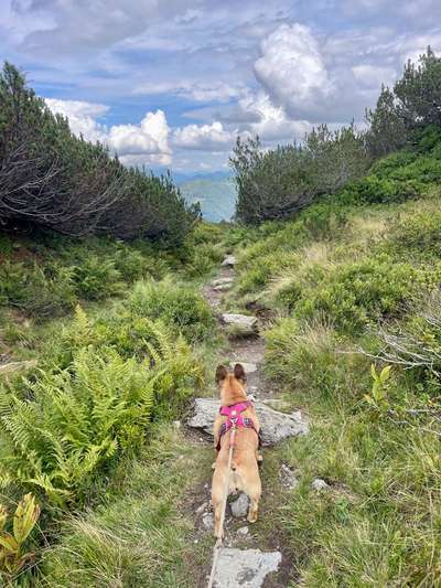 Hundetreffen-Spaziergänge-Bild