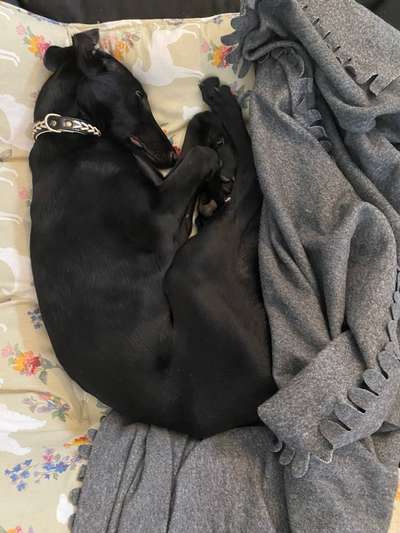 Windhunde - Treffen der besonderen Schönheiten
HERZLICH WILLKOMMEN-Beitrag-Bild