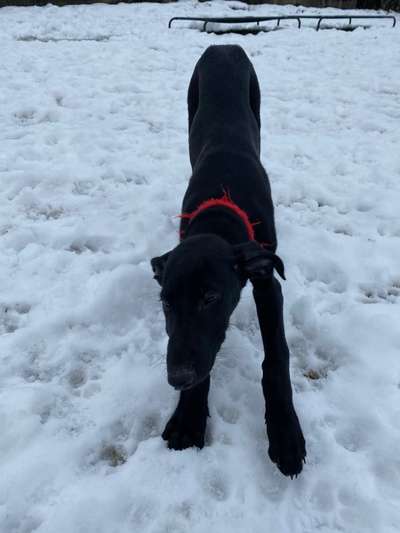 Welpen Bilder !-Beitrag-Bild