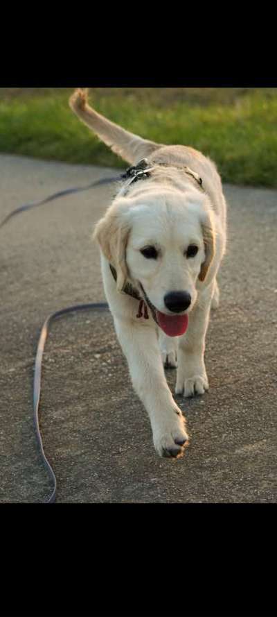 Wo sind die Golden Retriever Liebhaber?-Beitrag-Bild