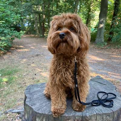 Hundetreffen-Spiel Spaß oder doch Erziehung - uns egal-Bild