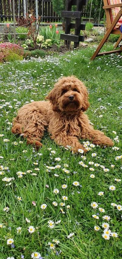 Cockerpoo (Englischer Cockerspaniel +Pudel)-Beitrag-Bild