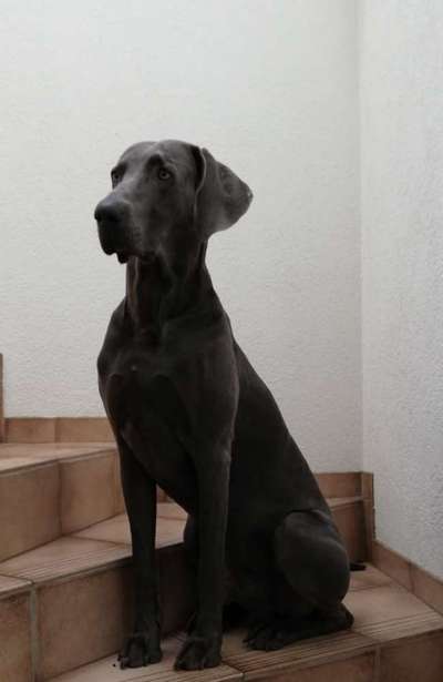 Weimaraner-Beitrag-Bild