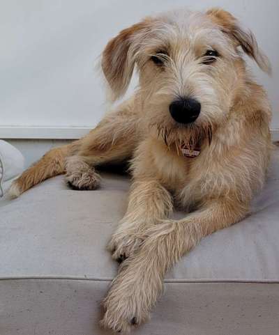 Auslandstierschutz-Beitrag-Bild