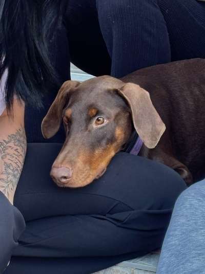 Hundetreffen-Spaziergänge und Trainieren-Bild