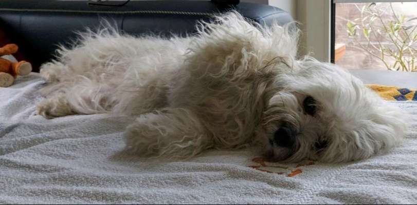 FOTO-Challenge  NR. 91: Die pure Entspannung-Beitrag-Bild