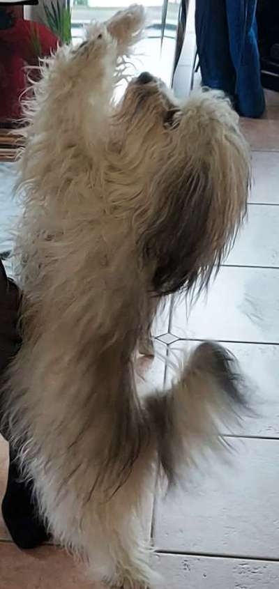 Kleine Hunde ganz Groß-Beitrag-Bild