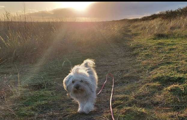 Sonnenaufgang mit Hund-Beitrag-Bild