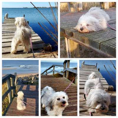 19. Collagen Challenge - Brücken-Beitrag-Bild