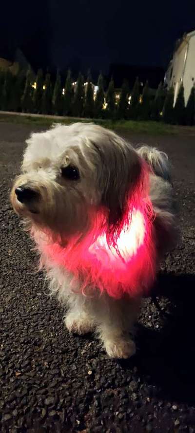 Beleuchtung beim Gassigang-Beitrag-Bild