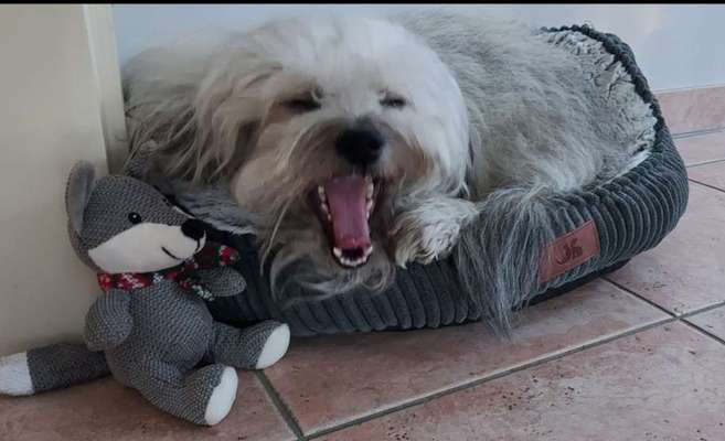 Dogorama Photo Challenge - Dein Hund beim Gähnen-Beitrag-Bild