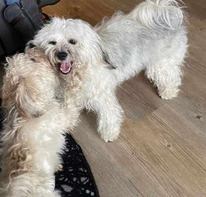 Dogorama Photo Challenge - Spielgesicht-Beitrag-Bild