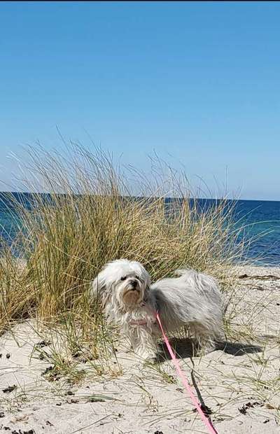 Handy Fotochallenge Nr. 52: Dein Hund mit blauem Himmel-Beitrag-Bild