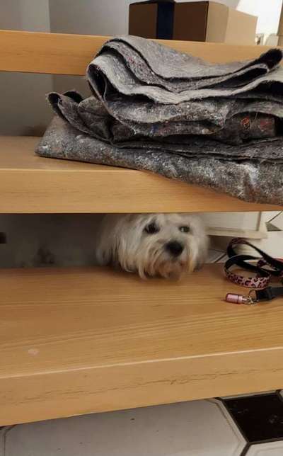 143. Fotochallenge: Ja, wo isser denn?-Beitrag-Bild