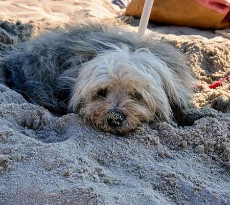 28. Farben Foto Challenge * BEIGE *-Beitrag-Bild