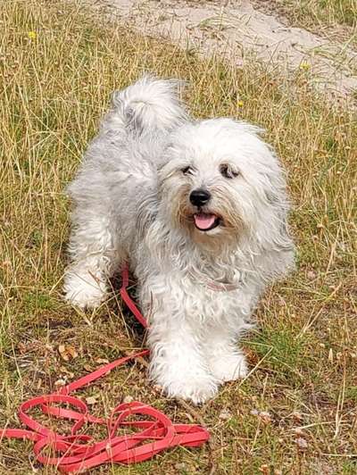 Dogorama Photo Challenge - an der Leine-Beitrag-Bild