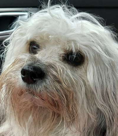 Die Augen Deines Hundes-Beitrag-Bild