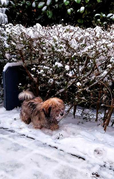 Fotochallenge 61 ~ Schnee-Beitrag-Bild