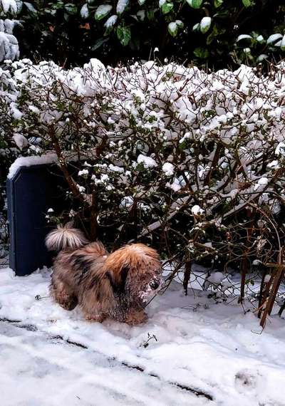 Dogorama Photo Challenge - Es wird nochmal kalt!-Beitrag-Bild