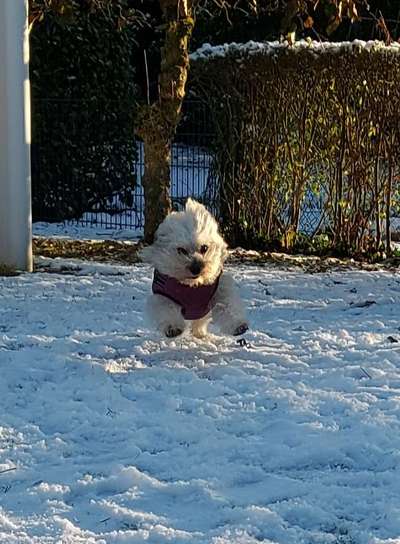 Schnee Foto-Beitrag-Bild