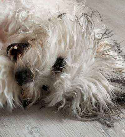 Dogorama Photo Challenge - Einmal lächeln bitte-Beitrag-Bild