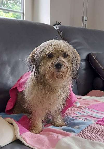 Foto-Challenge: Der schmollende Hund-Beitrag-Bild