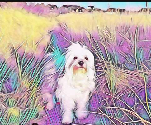 Fotochallenge 124 - Dein Comic-Hund-Beitrag-Bild