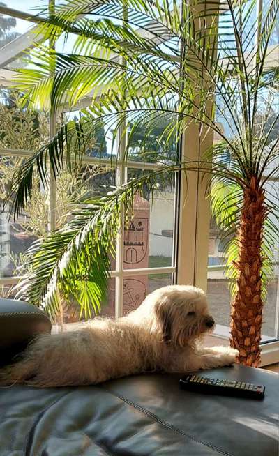 36. Handy Foto Challenge - Sonnenanbeter-Beitrag-Bild