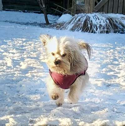 Foto Challenge Nr. 137 - Lass die Ohren fliegen-Beitrag-Bild