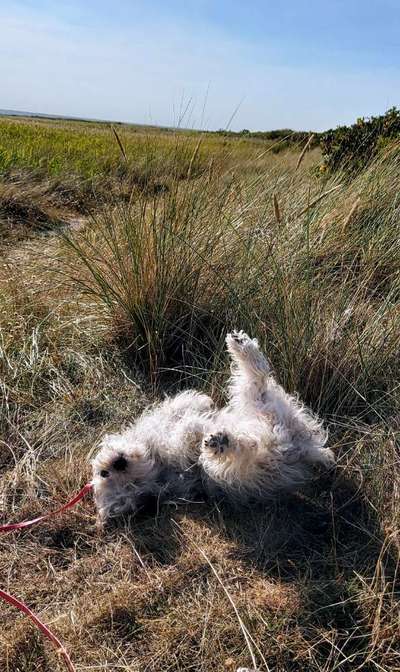 Fotosammlung: ,,Der natürliche Hund" Unbearbeitet, ungestellt und in Natura-Beitrag-Bild