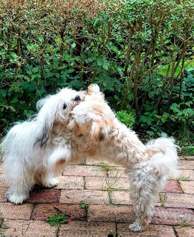 FOTO CHALLENGE 77 - Dein Hund im Spiel-Beitrag-Bild