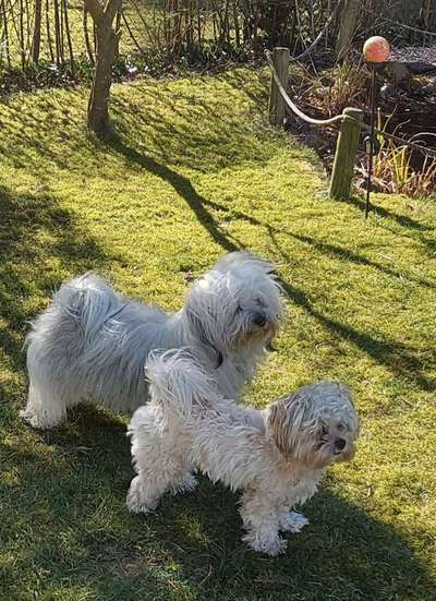 Foto Challenge 103    Hundefreundschaften-Beitrag-Bild